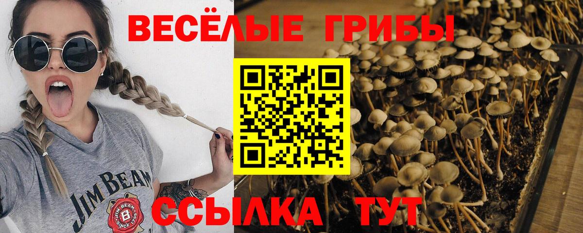 Галлюциногенные грибы Psilocybe  Вход с VPN  Старая Купавна 